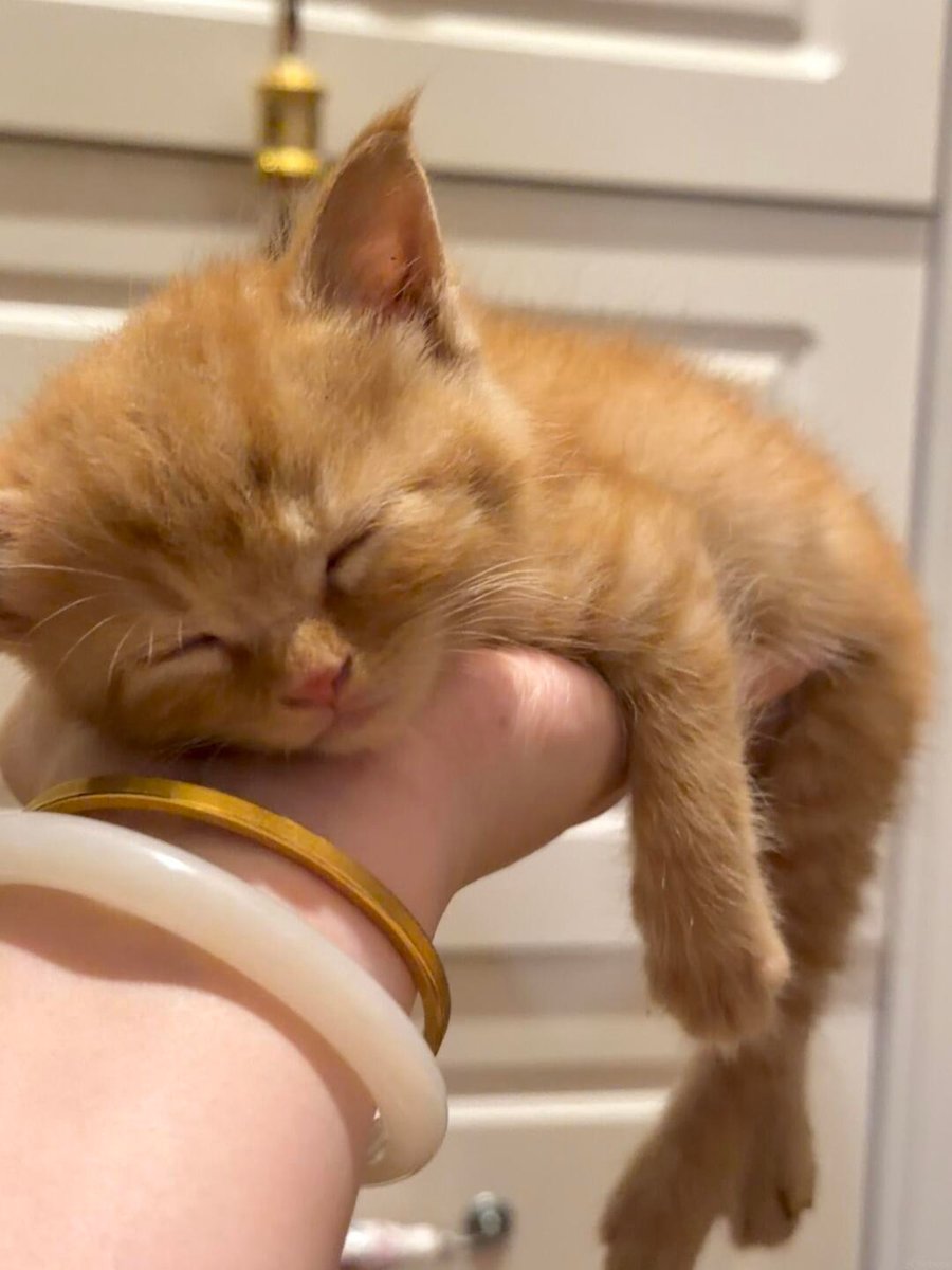 cutestscats's tweet photo. the sweetest sleeping arm rest 🧡💤 https://t.co/h2pE2UVTIr
