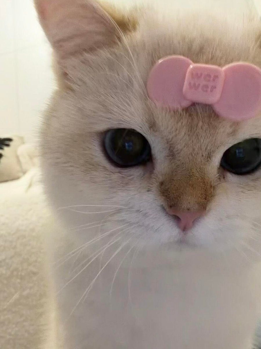 cutestscats's tweet photo. the ultimate fashion icon has arrived 🎀🤍 https://t.co/N4Oq47MP2c