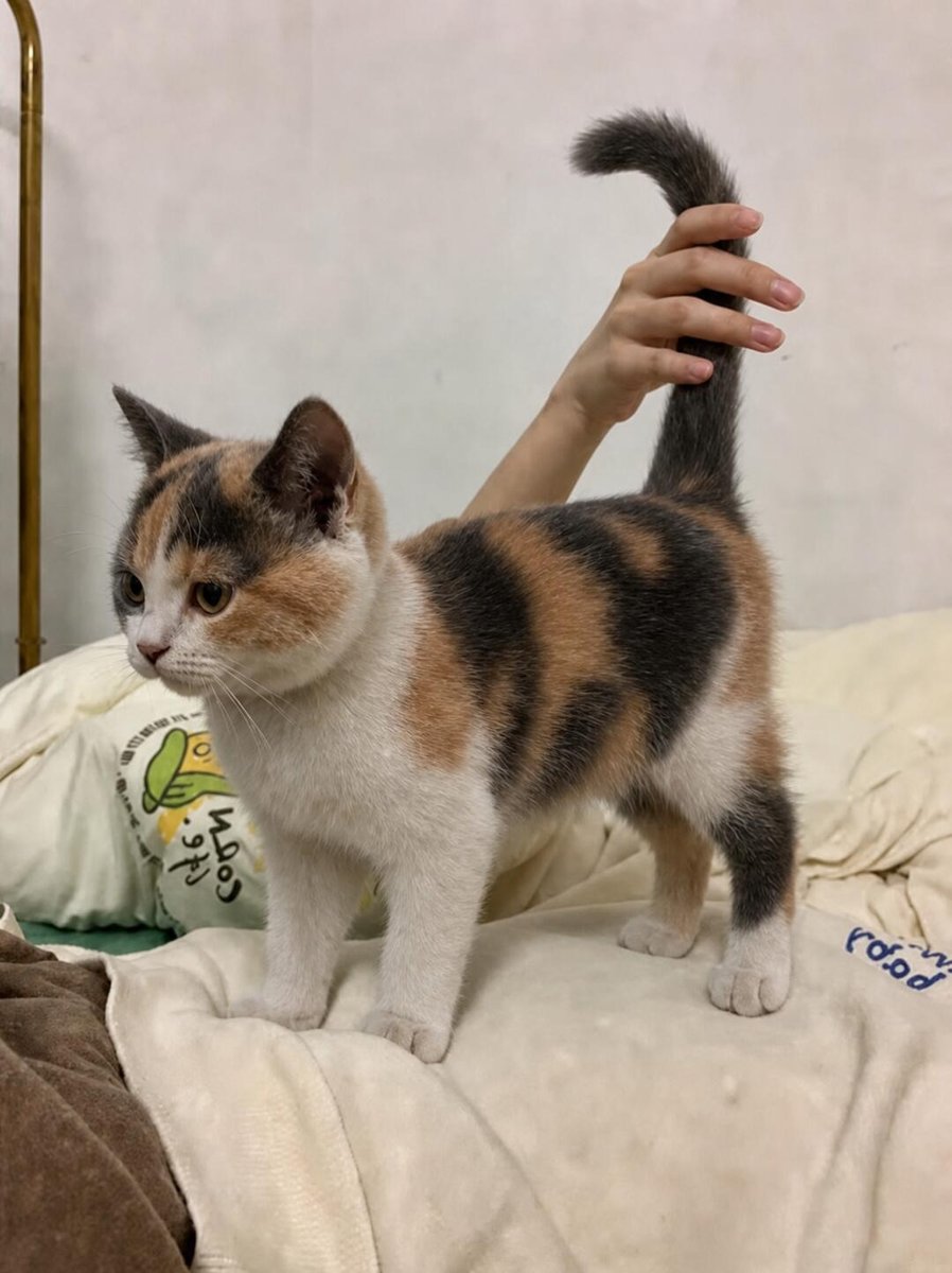 cutestscats's tweet photo. Standing tall with the tail held high 😻🐾 https://t.co/dtyYCUjdA6