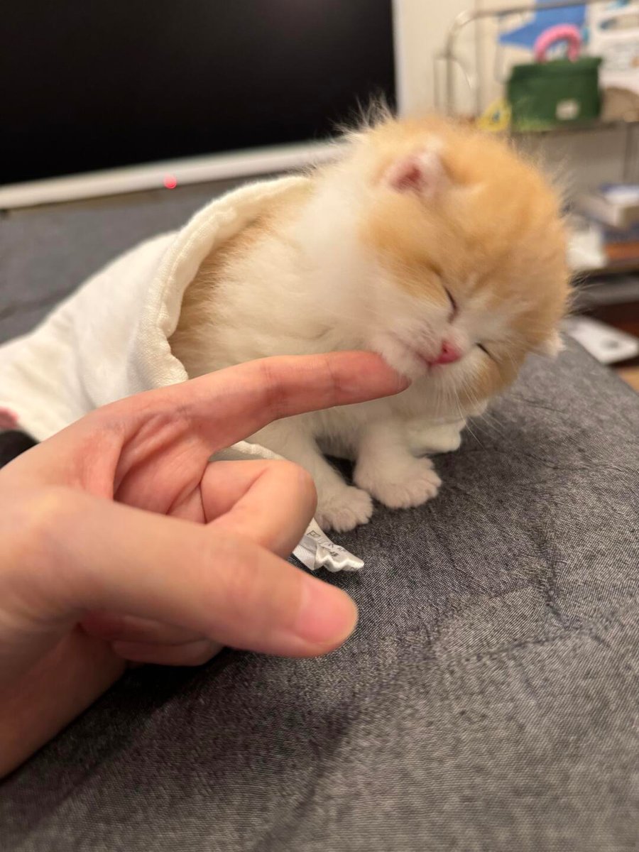 cutestscats tweet picture