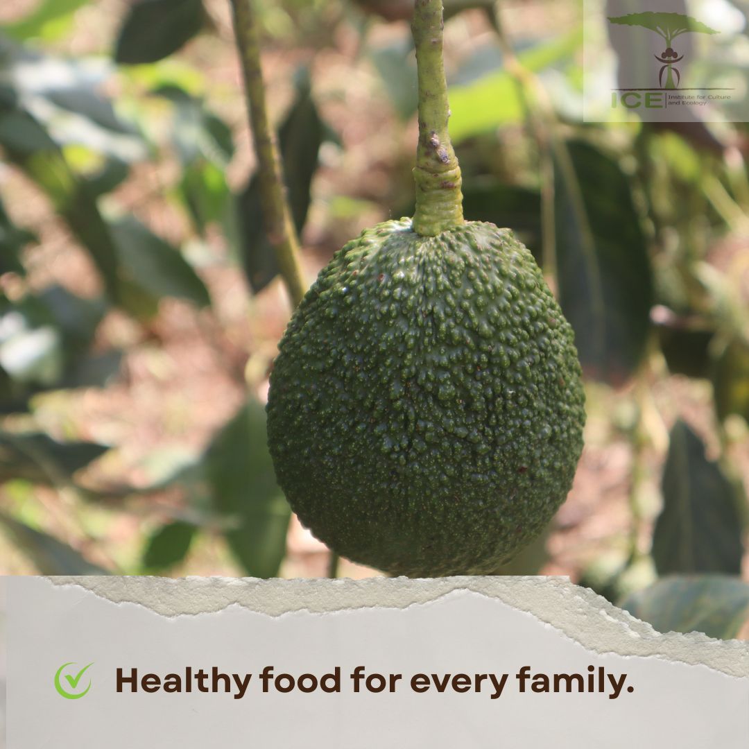ICEkenyaorg's tweet photo. What support do farmers need most to embrace agroecology?
#KiambuAgroecology #GrowingKiambu #WhatNext #FromPolicyToPractice #MakingKiambuGreatAgain #Partnerships https://t.co/XgZn4Jqtcj