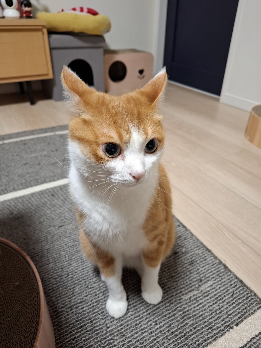 tsuyasm's tweet photo. 余震で揺れるたびに
人間は心臓ばくばく。
猫はイカみみ。 https://t.co/adNJuGONS4