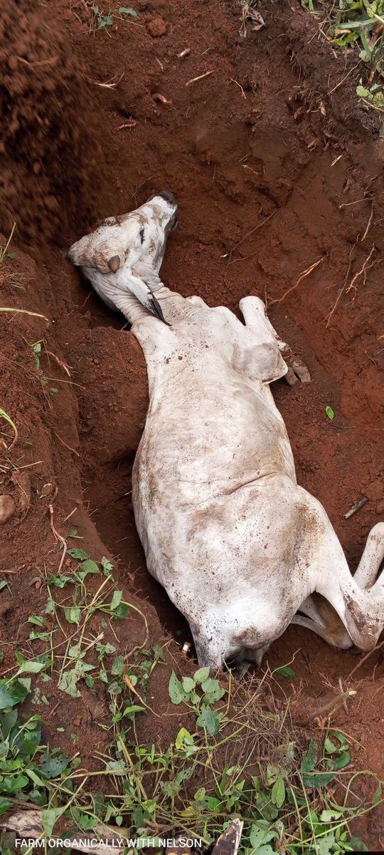 obiusco1's tweet photo. Why didn't you sell it to the butchers?

That was the question many people asked after one of my cattle died.

My answer was simple.

I refused.

Not because I wanted to lose money.

But because human life is worth more than any amount of money.

Let me explain. 👇

When an animal dies, you may not know the exact cause of death.

It could be a simple accident.

Or...

It could be an infectious disease.

Selling such an animal for meat is a risk no responsible farmer should take.

You may recover some money today...

But you could expose many families to serious health problems tomorrow.

That is not farming.

That is negligence.

What did I do instead?

▪️I buried the carcass properly. 

▪️I kept it away from other animals. 

▪️I will continue to monitor the rest of my herd.

Yes, I lost money.

But I gained peace of mind knowing I did the right thing.

Remember...

A good farmer does not sell a dead animal to recover a loss.

A good farmer protects the health of the community, even when it is painful.

Integrity is doing the right thing when no one is watching.

As farmers, we don't just produce food.

We have a responsibility to produce food that is safe for people to eat.

What would you have done if you were in my position? Let's discuss.
#nigerianews #trending #health #twitterupdate #twitter #viral