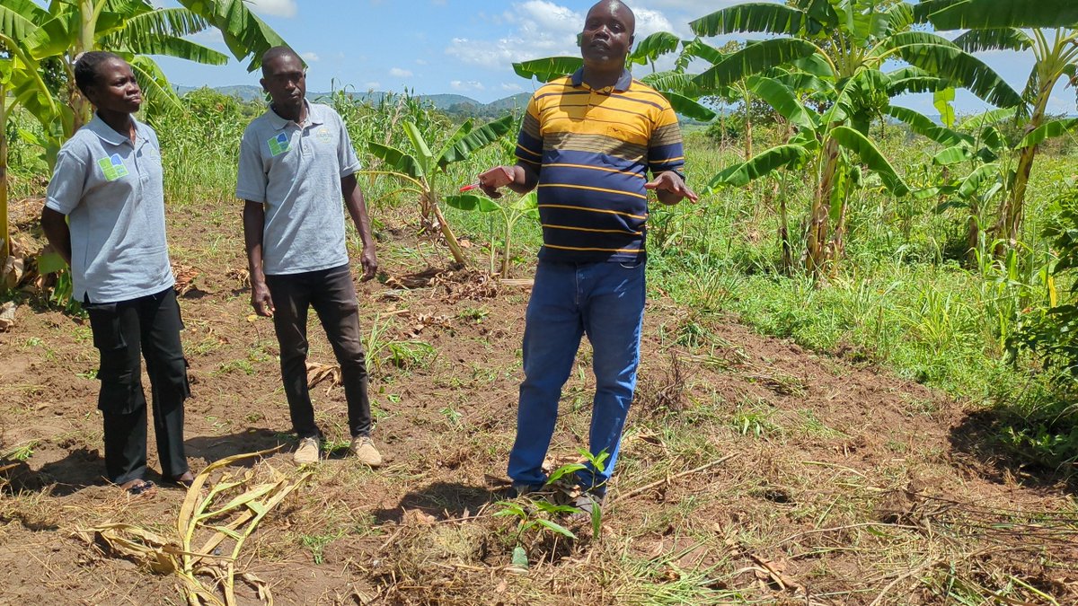 tsevett7776's tweet photo. Through BCGA + Tsevett Agroservices, he received tree seedlings + agroforestry training.  
Now: Better soil, fodder for livestock + fruit for food &amp; income.  
@Y4Cofficial 
@UNDP_RomeCentre https://t.co/7IbSCUilx7