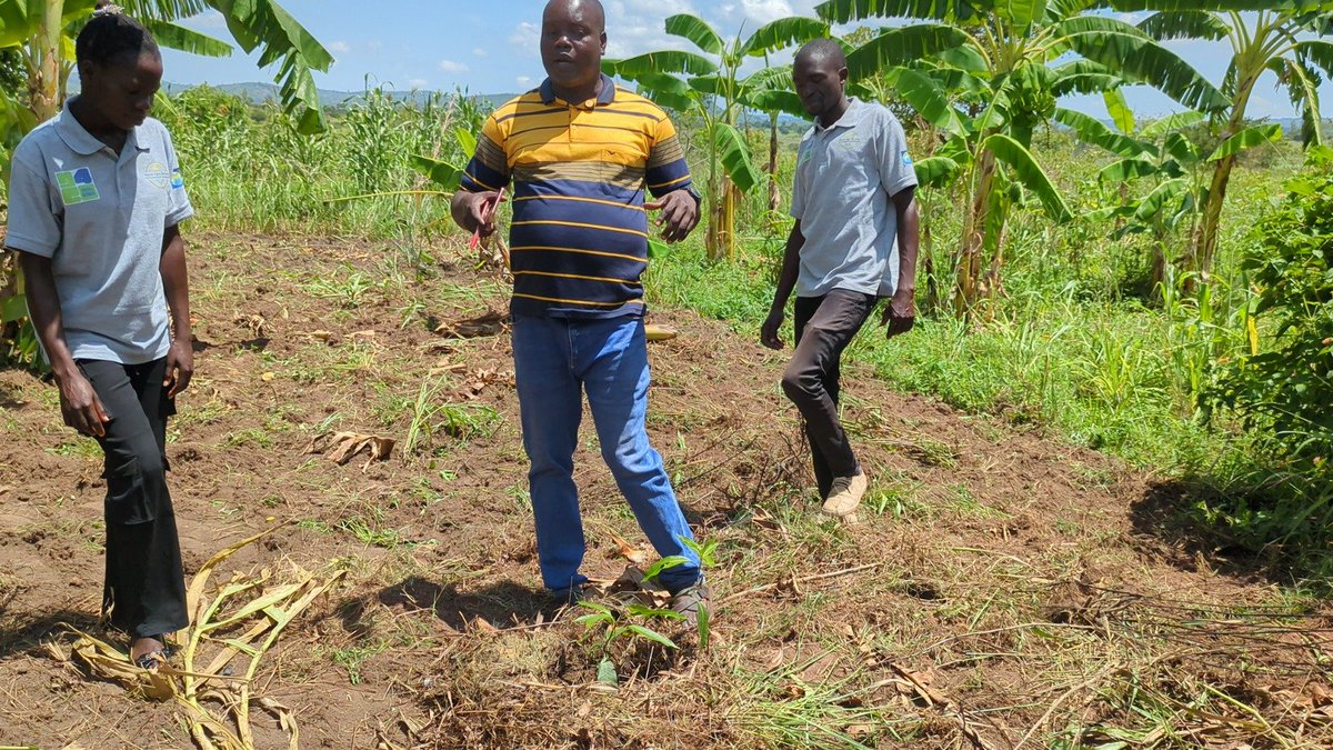 tsevett7776's tweet photo. Through BCGA + Tsevett Agroservices, he received tree seedlings + agroforestry training.  
Now: Better soil, fodder for livestock + fruit for food &amp; income.  
@Y4Cofficial 
@UNDP_RomeCentre https://t.co/7IbSCUilx7