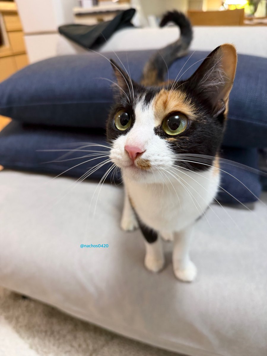nachos0420's tweet photo. スイちゃん、おめめデカくて可愛いね。 https://t.co/1EgouG15tt