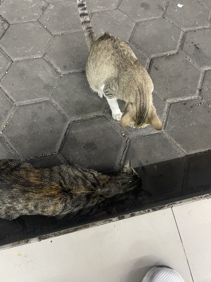 impimennn's tweet photo. Wkwk setiap ada rezeki lebih selalu bagi ke kucing” jalanan ❤️🥹 https://t.co/3S1ZkU5rtK