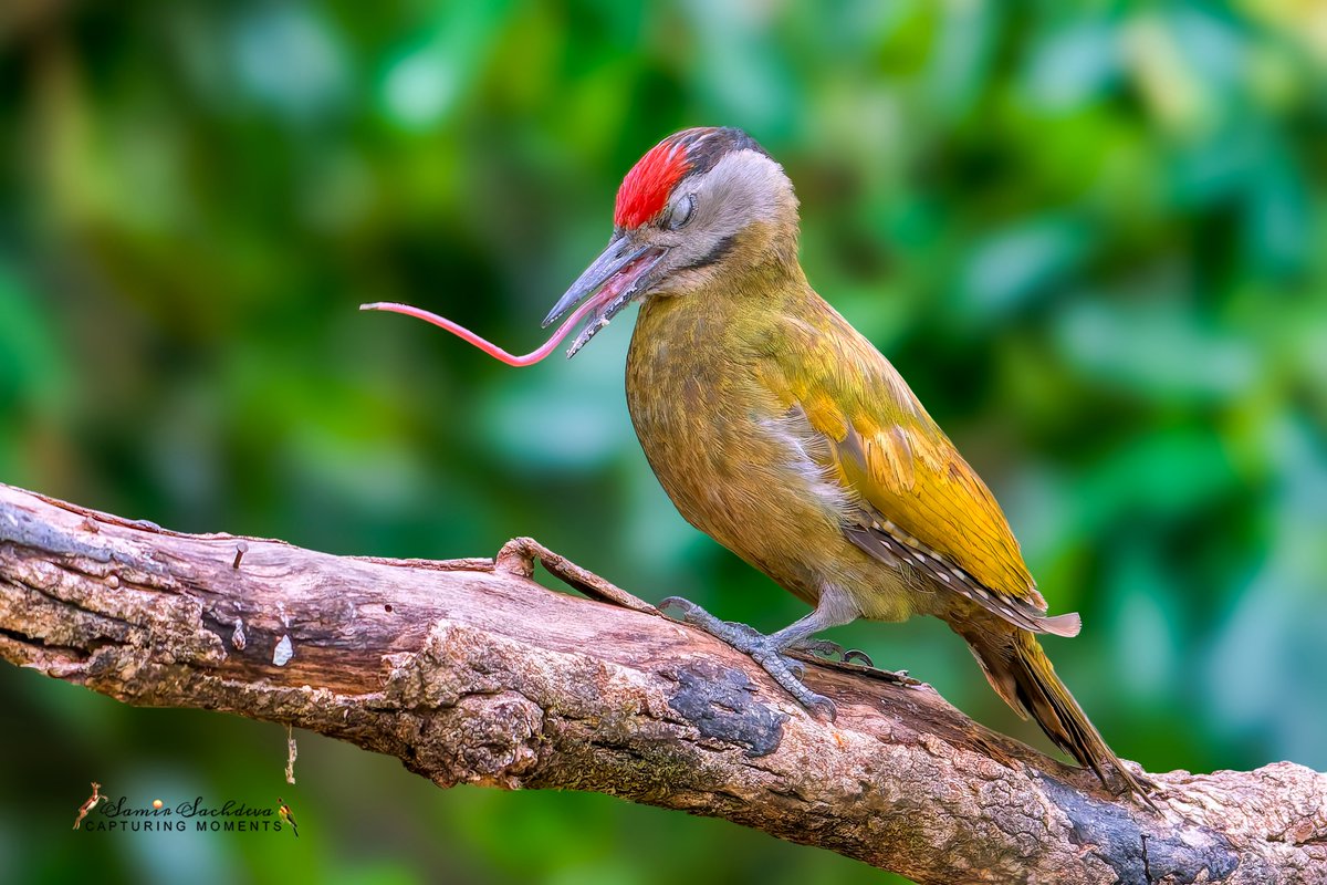 sampro3008's tweet photo. Not AI. Just impeccable timing.
A #GreyHeadedWoodpecker (Picus canus) photographed in #Bhimtal at the exact moment it extended its extraordinary tongue.
After years of photographing #woodpeckers, this was the first time I witnessed it.
#IndiAves #ThePhotoHour #Uttarakhand https://t.co/vl2qzfQjoA