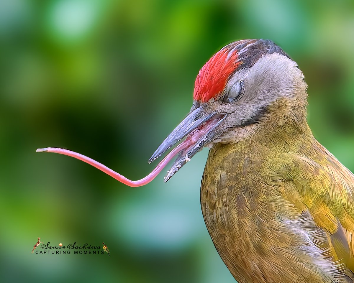 sampro3008's tweet photo. Not AI. Just impeccable timing.
A #GreyHeadedWoodpecker (Picus canus) photographed in #Bhimtal at the exact moment it extended its extraordinary tongue.
After years of photographing #woodpeckers, this was the first time I witnessed it.
#IndiAves #ThePhotoHour #Uttarakhand https://t.co/vl2qzfQjoA