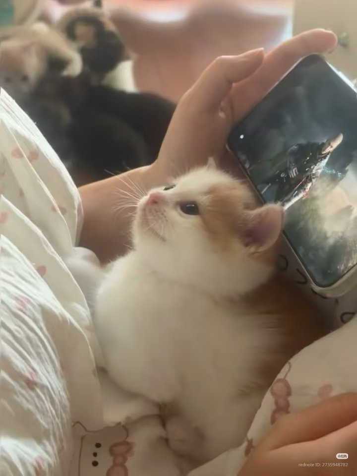 nocontextscats's tweet photo. 🥰 https://t.co/1sdqa6HYi7