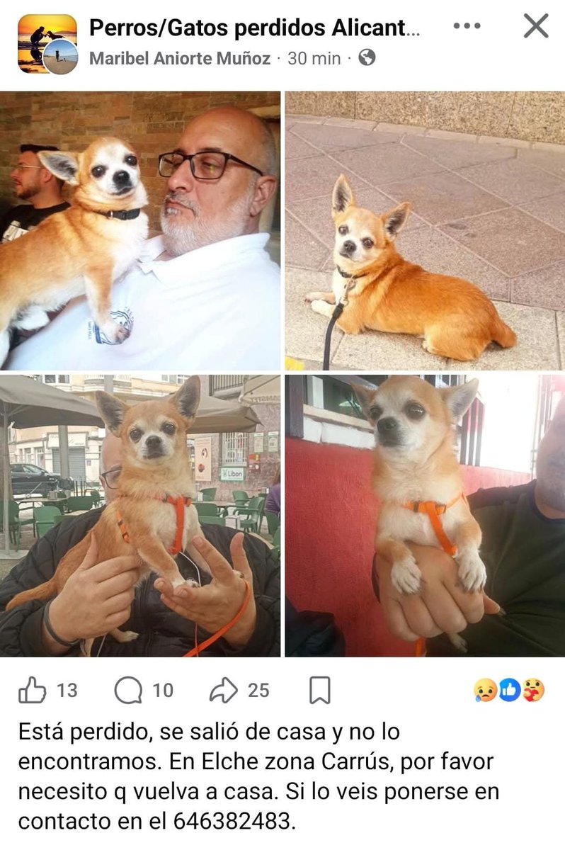 AcofalX's tweet photo. Perdido en Elche.
Denuncia puesta ya en la policía.
Tiene chip. https://t.co/qulsSPHbpw