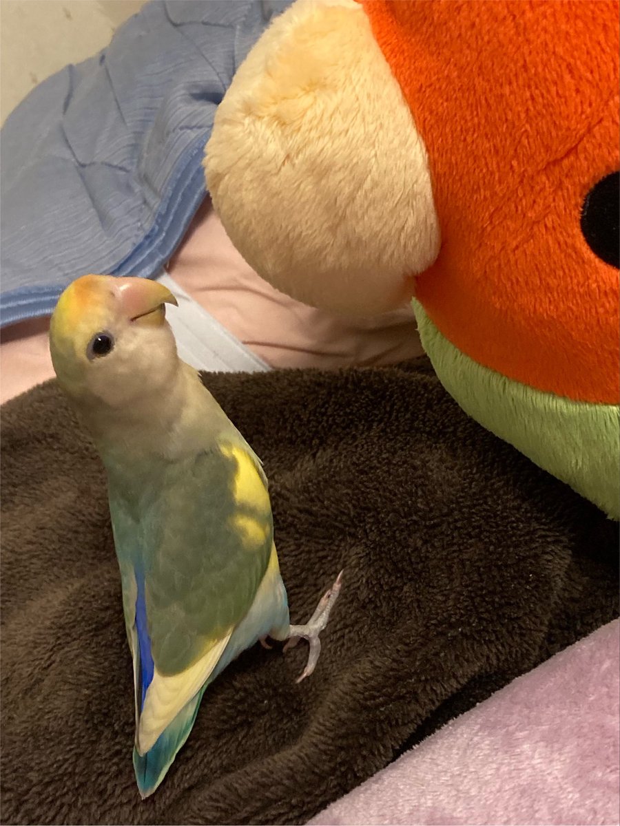 Kari_Gane_'s tweet photo. @aru1997maki コザクラインコです！
でかいコザクラインコぬいぐるみにびっくりしてます https://t.co/m0amvttYrU