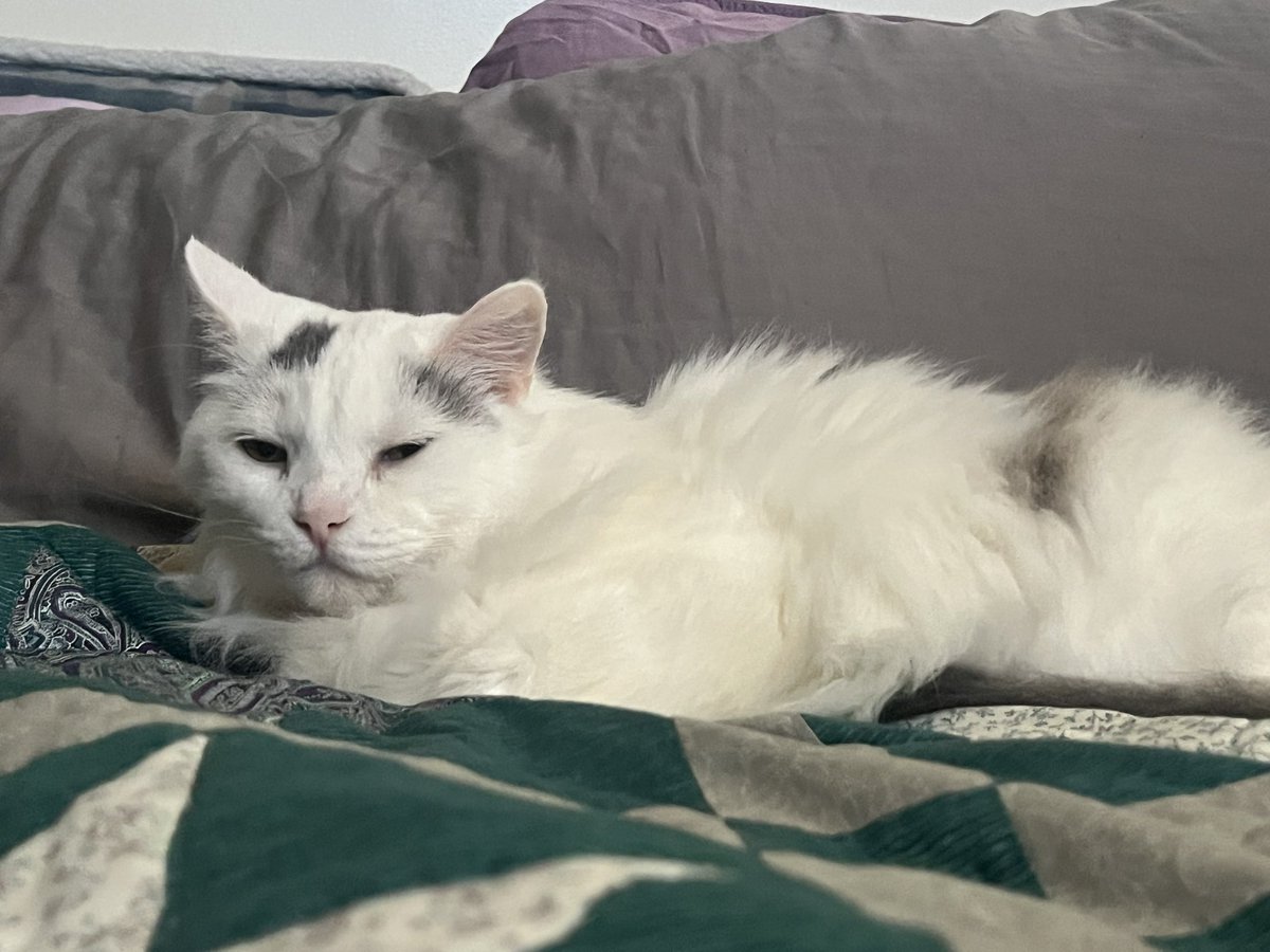 A Cat Named Bitches tweet media