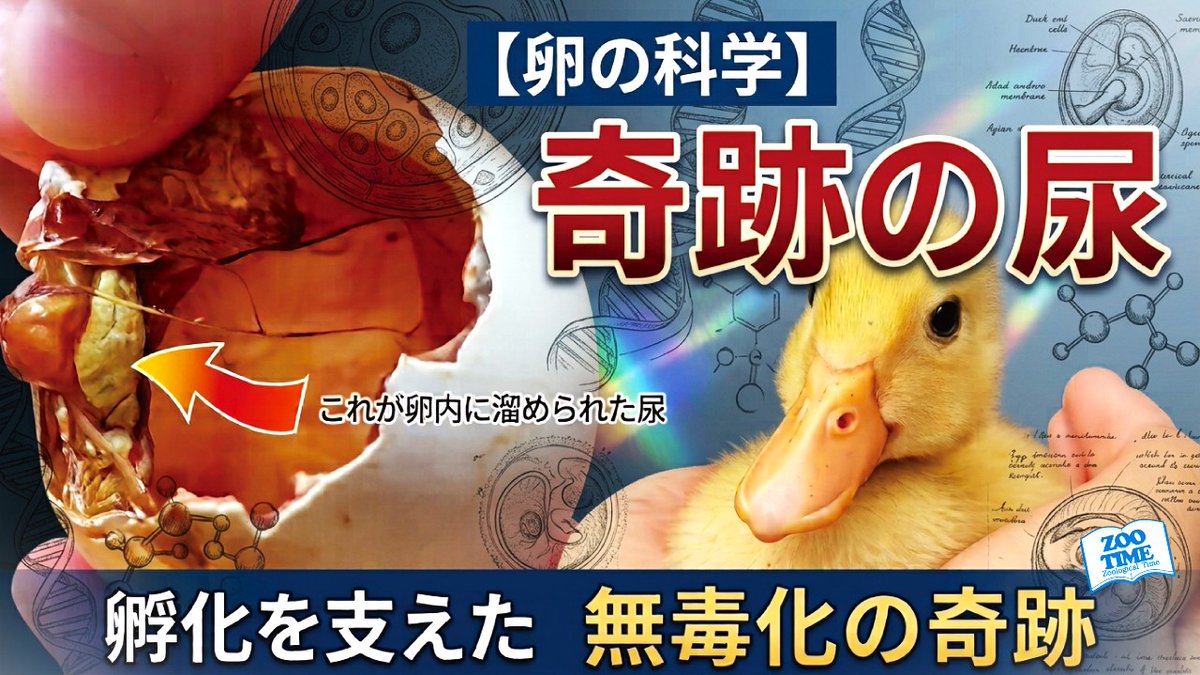 zootime2017's tweet photo. 最新動画更新📖 
鳥類の白色の尿には奇跡的な科学がつまっています。 これを知ると知らないのでは鳥類の見方が変わってきます。 ぜひ最後までご覧ください(^^)/  

【貴重映像公開】だから鳥類は孵化できる！奇跡の尿のひみつに迫る https://t.co/4yByMwRH65 https://t.co/vWtPMzrPjK