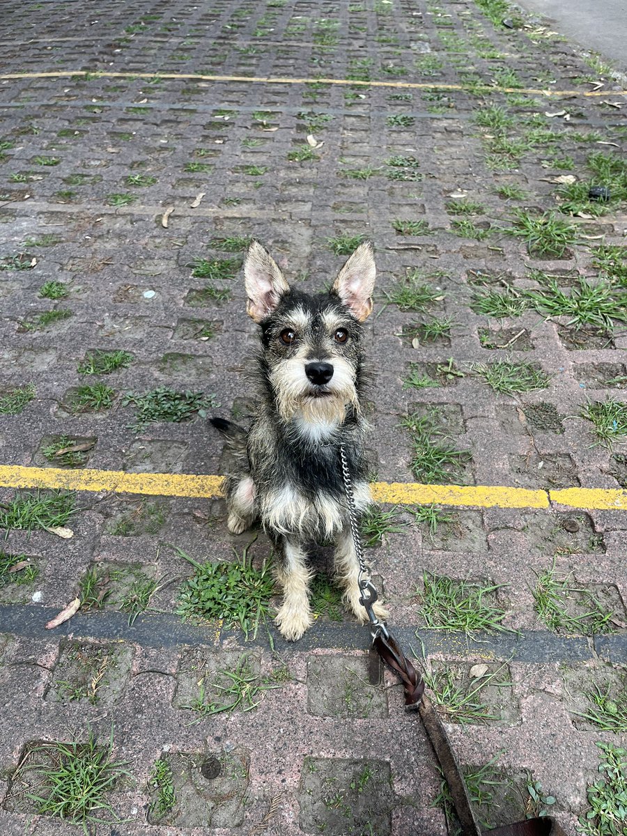 𝙷𝚎𝚕𝚊 𝙼𝚘𝚛𝚎 🐶 tweet media