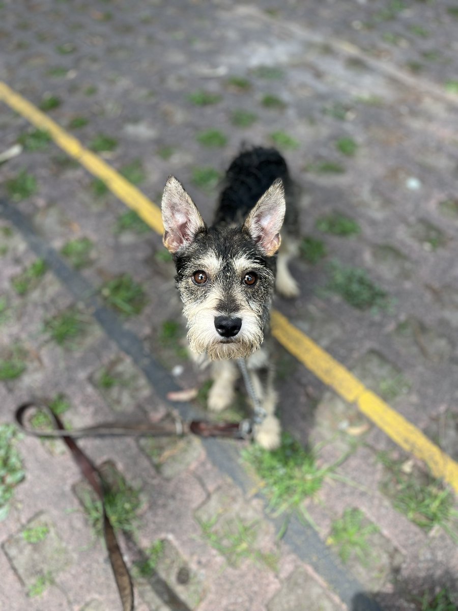 𝙷𝚎𝚕𝚊 𝙼𝚘𝚛𝚎 🐶 tweet media