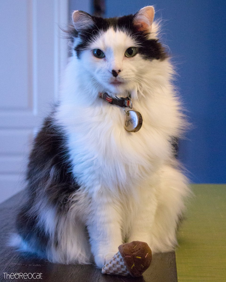 TheOreoCat's tweet photo. Thinking ahead helps manage your time wisely. Decide beforehand what you'd like for breakfast, lunch and dinner, so you can focus the rest of your time on snacks." ~Oreo 🍦

#BitesFromBeyond #theoreocat #catlogic https://t.co/FErm51rlHg