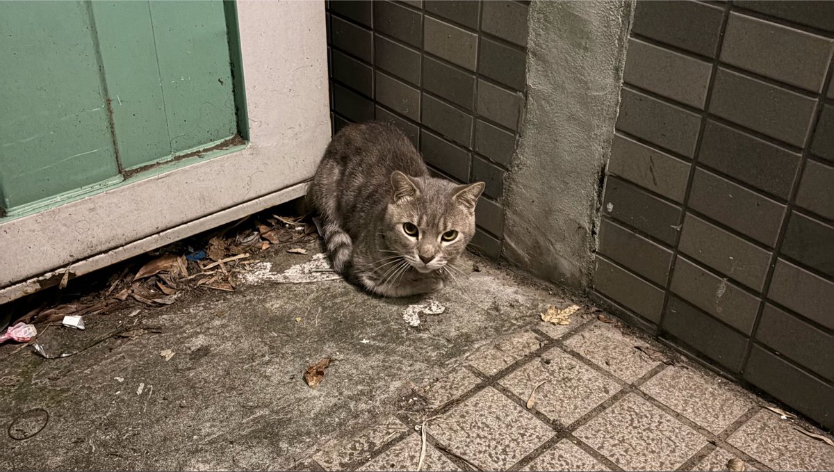 kuz_kabo's tweet photo. 向かいの家、猫のおしっこのアンモニア臭とか度々やばいと思ってたら多分猫そのまま捨てて退居してったぽい😭😭
たぶんまだもう2,3匹いる、、どうしよう😭😭元々家猫の子がこの炎天下にお外は絶対やばい。どうにか保健所に連絡は最終手段にしたい、、有識者教えて😭😭😭 https://t.co/CgJuHL0rgU