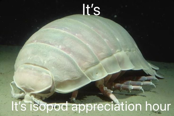 feeeelixdish's tweet photo. The hour of Joy indeed. This is a cute little ocean pod #isopod #crustaceans https://t.co/Qyees7jO6F