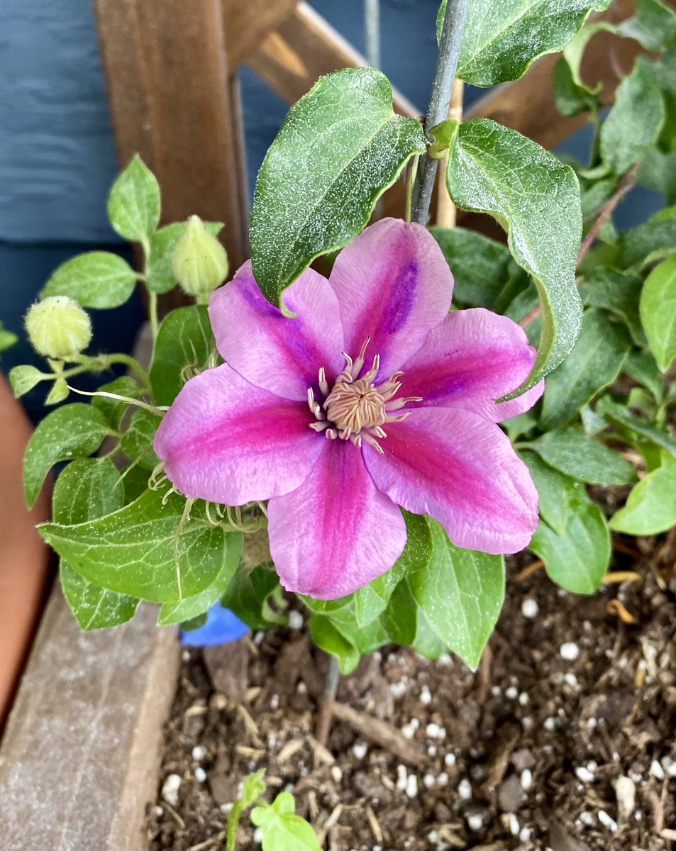 secretagentr's tweet photo. Hi Ring! I love my porch garden and all the flowers. I don’t know flower language like you but I know other things. My favorite Bee Balm can be made into a tea and healing salve. I also have carnations. We can teach each other. #TeachingRing https://t.co/nBf1hn2dGF