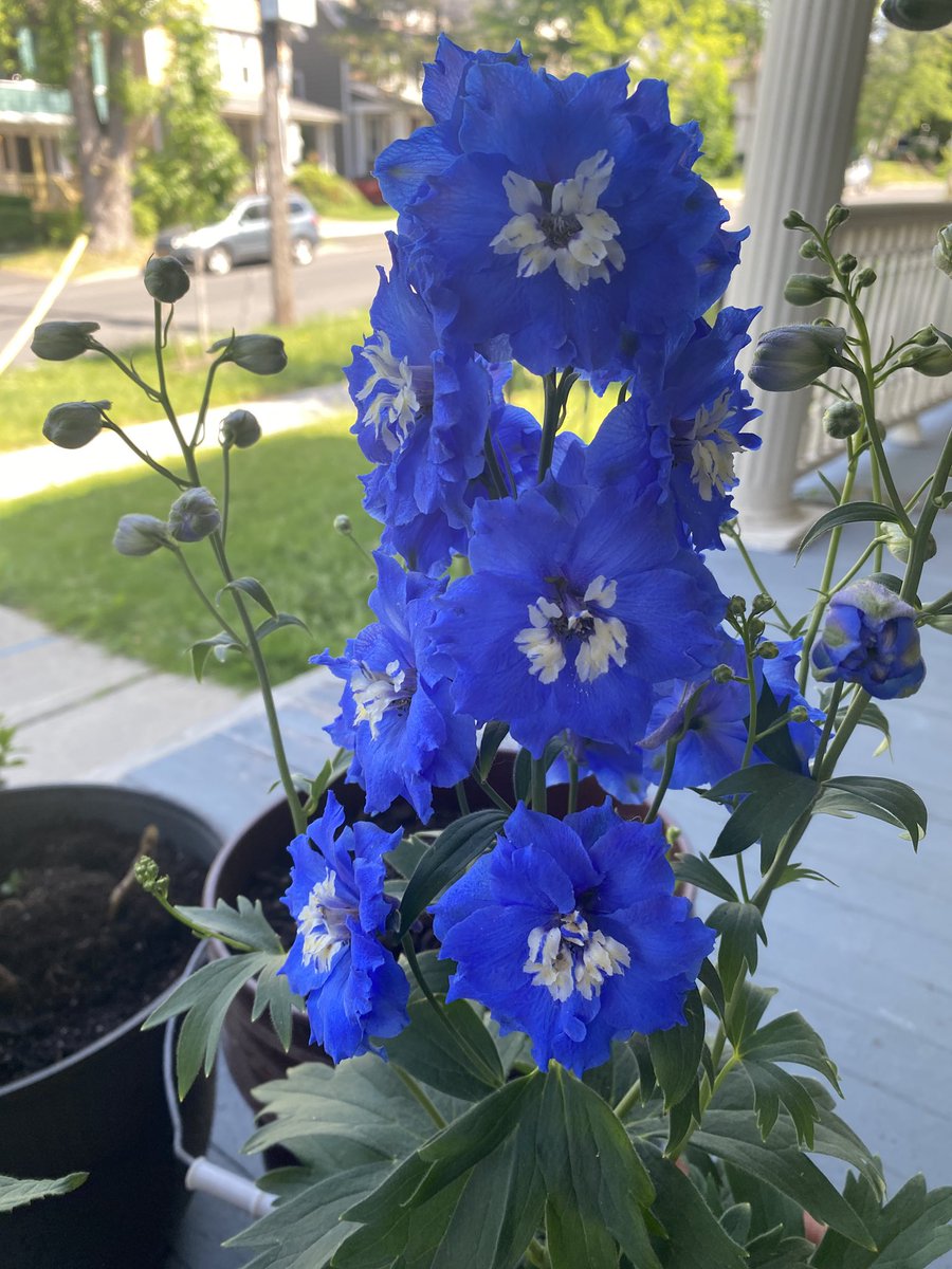 secretagentr's tweet photo. Hi Ring! I love my porch garden and all the flowers. I don’t know flower language like you but I know other things. My favorite Bee Balm can be made into a tea and healing salve. I also have carnations. We can teach each other. #TeachingRing https://t.co/nBf1hn2dGF