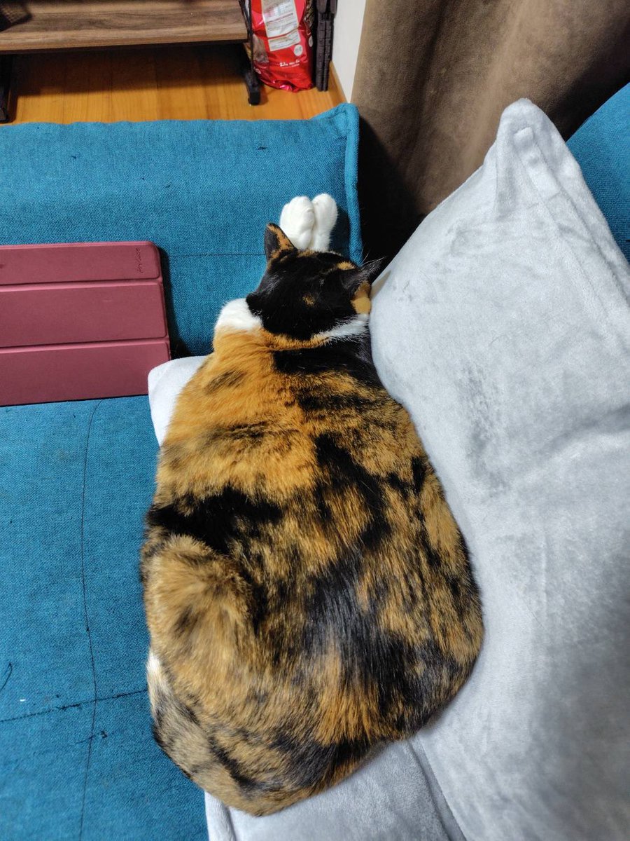 Dispia_Workshop's tweet photo. 寝るんだぜ。
実家の猫達置いていくぜ。三毛猫デカいぜ https://t.co/4i03uBhIvQ