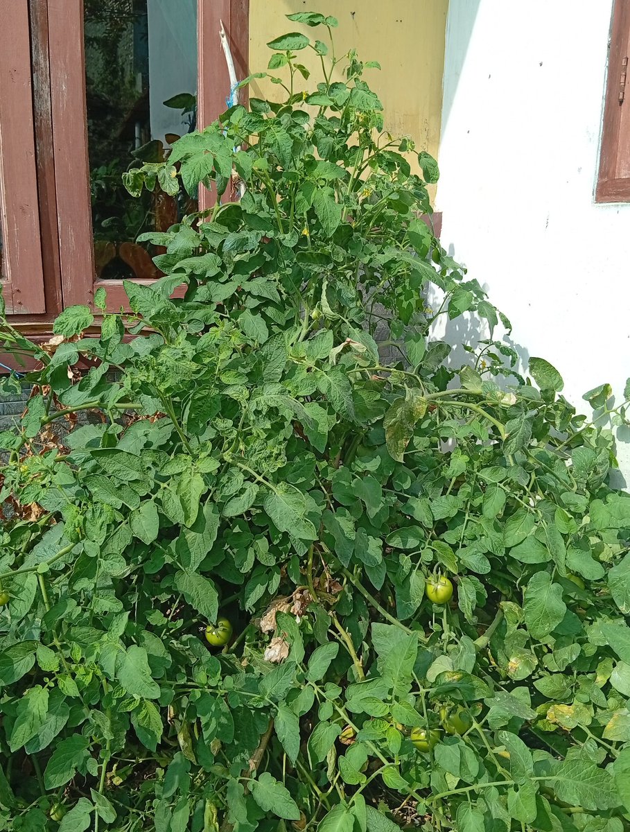 penaaa23's tweet photo. Jadi di halaman rumahku ada 3 pohon tomat dari 3 jenis tomat yang berbeda (sekarang sisa 1). Dan aku mau kasih sedikit ulasan tentang karakter setiap tomatnya

Disclaimer: aku gak tau nama jenis tomatnya

1. Tomat biasa 
2. Tomat kuning (kiri) dan tomat manis (kanan) https://t.co/uEkgiETVBm