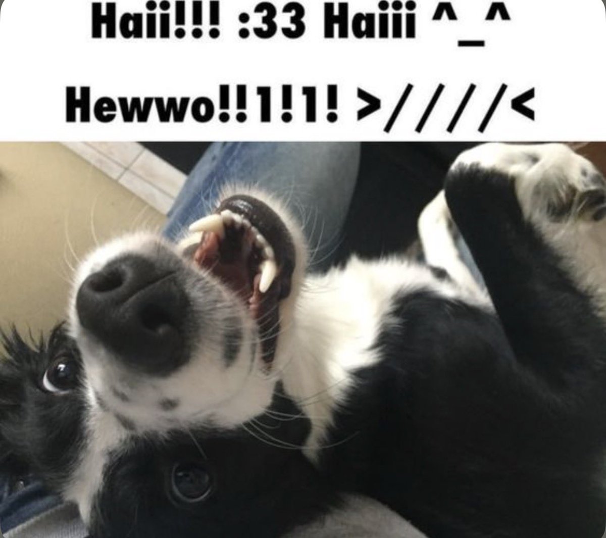 Mutt 🐾🦴 tweet media