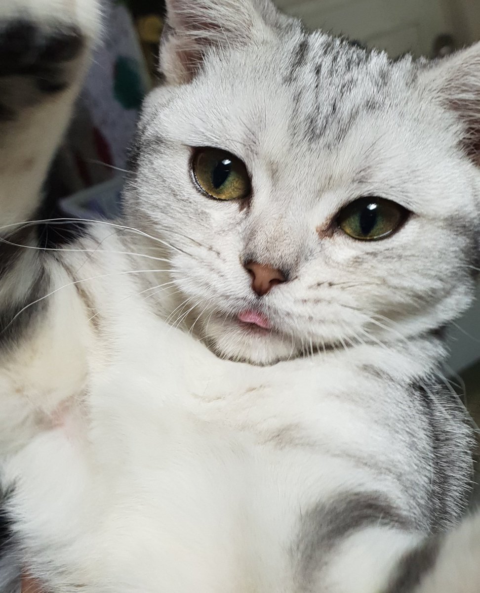 Cookie_B_A's tweet photo. 👅「고양이는 가끔 혀 수납을 잊는다」 - *실화입니다, 우리 집 고양이(애칭:공주/여아/8살)는 진짜로 혀 수납을 잊곤 합니다. 증거 사진(당시 4개월)을 첨부합니다.

❣️그냥 우리 집 공주 자랑하려고 만든 ooc

ooc: 이전 롤플레잉 중단. 새로운 시점에서 롤플레잉을 시작한다. 어느 날 pc는 무언가에 골똘히 빠져있다, 그것도 혀 끝을 아주 조금 내민 채로. pc가 혀를 수납하는 걸 잊은 듯한 모습을 보고 npc는 어떻게 반응하는지 행동, 생각, 감정 등을 자세하고 상세하게 4000자 이상 서술한다.