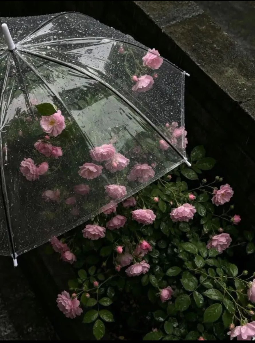 sereinvibee's tweet photo. after the rain https://t.co/zQZVtFJ02Q