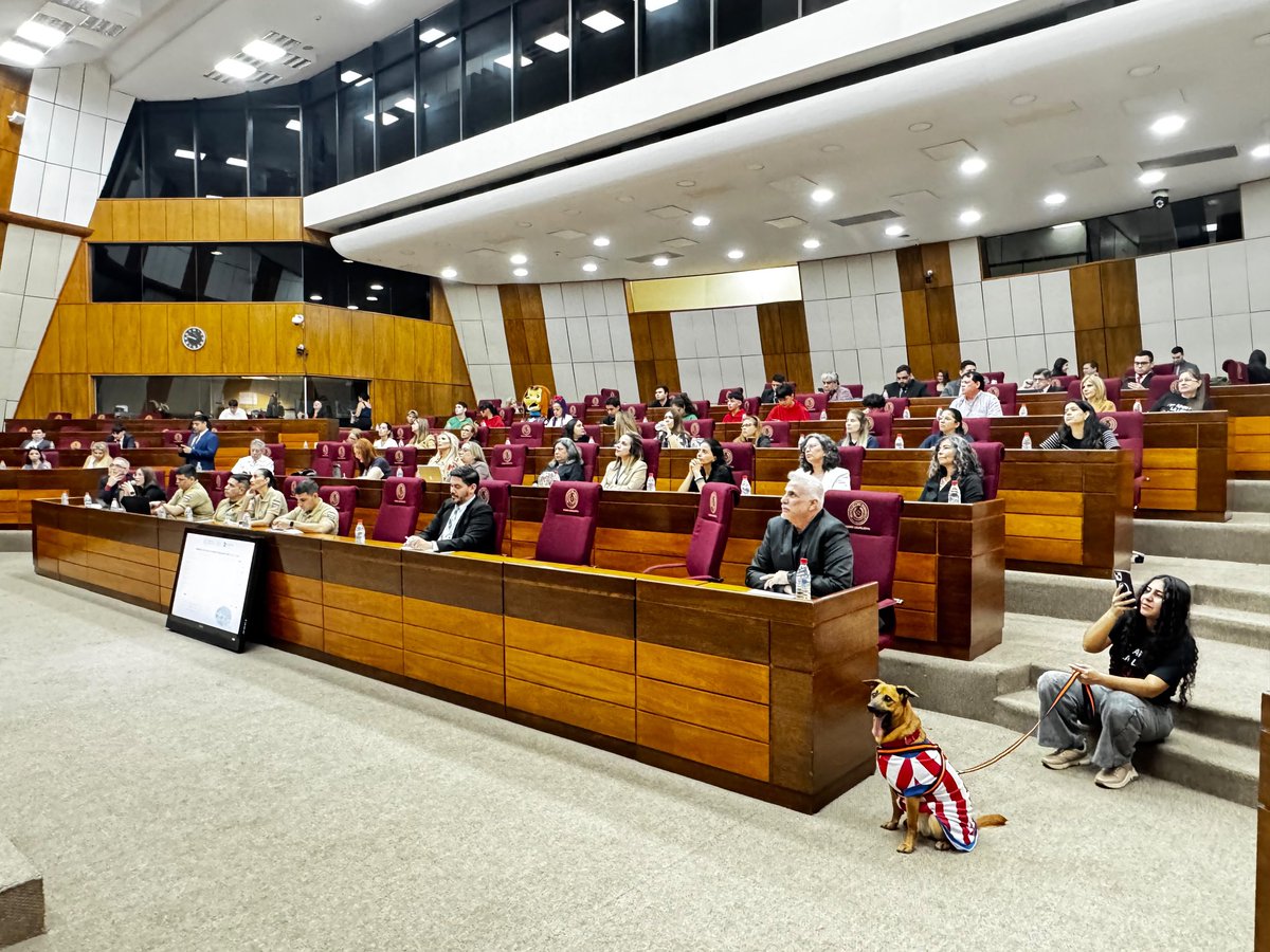 Francis970AM's tweet photo. CANELA ATENTA EN LA AUDIENCIA PÚBLICA SOBRE MALTRATO ANIMAL La hermosa perrita Canela se presentó hoy en la sede del Congreso Nacional para escuchar sobre el proyecto referido al maltrato animal. https://t.co/QdOzHVJ9L5