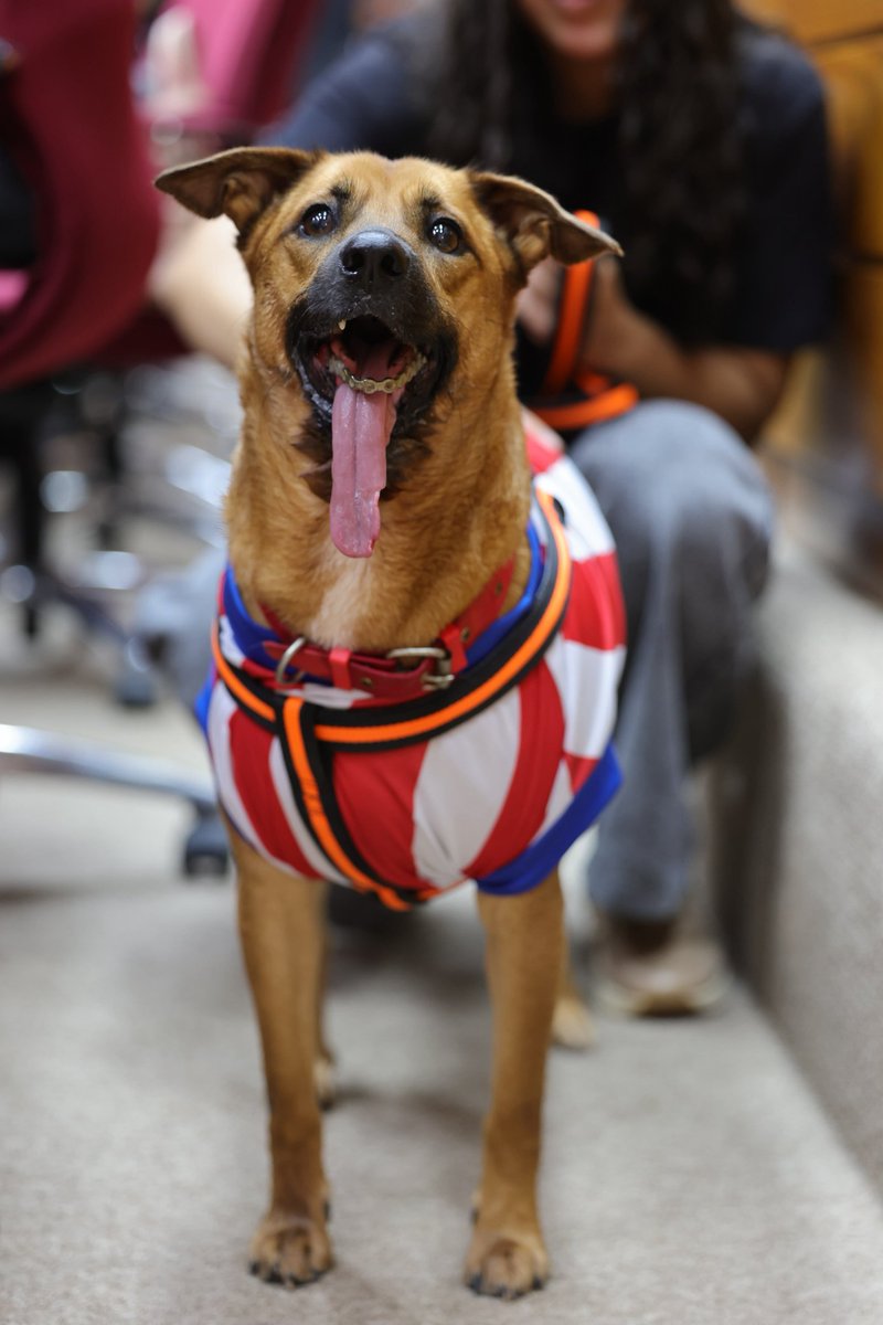 Francis970AM's tweet photo. CANELA ATENTA EN LA AUDIENCIA PÚBLICA SOBRE MALTRATO ANIMAL La hermosa perrita Canela se presentó hoy en la sede del Congreso Nacional para escuchar sobre el proyecto referido al maltrato animal. https://t.co/QdOzHVJ9L5
