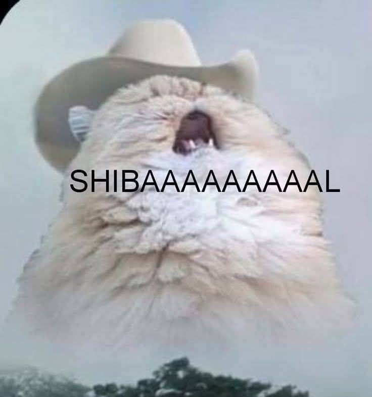 jpmabii's tweet photo. a minha vida está um inferno com um schnauzer e um shih tzu em casa, virou uma competição de latidos e marcação de território https://t.co/DvfCWJz7oS