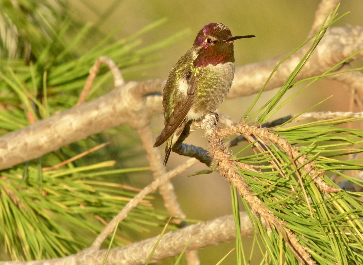 Leslie64993617's tweet photo. Pretty boy Anna’s  hummingbird with a touch of pollen on his head.   🪶🌿 https://t.co/sL5DJcI2Mt
