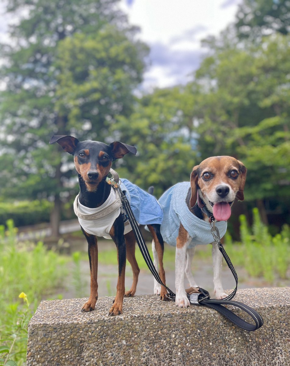 Beagle7_the2nd's tweet photo. Let her wear my blue dress I wore at my puppy Era. 💙💙💙
Is anybody born on #July30 ❓Our humom & sis are Bday twins. HAGD 🐾
#BirthdayGirl #miniaturepinscher #beagle #sissylove #lifewithdogs https://t.co/qJU3TfKnQU