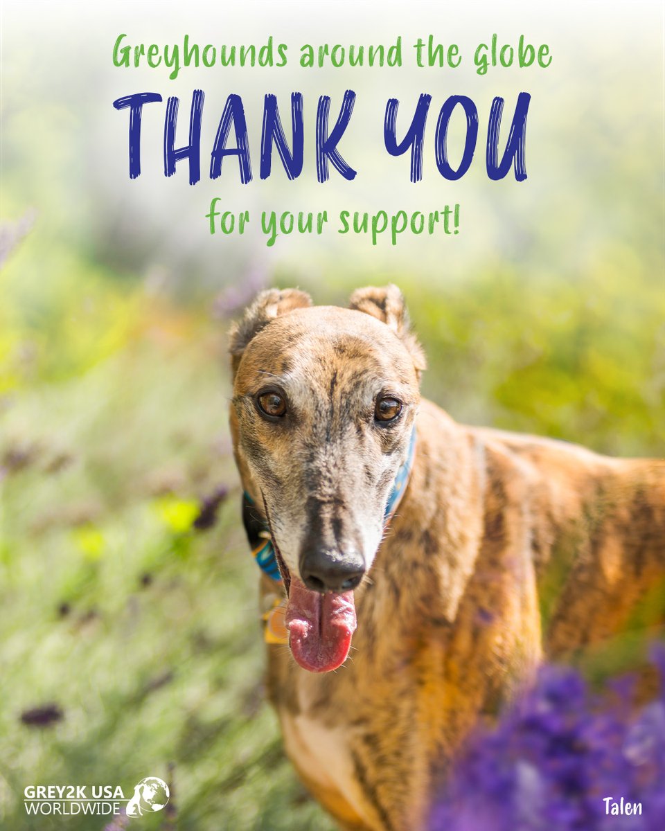 GREY2KUSA's tweet photo. We just want to say thank you to everyone who supports our work to outlaw dog racing and to realize our ultimate goal of giving greyhounds the second chance they deserve. Please go to https://t.co/YvsAugVcBI to see what you have made possible over the last 25 years! https://t.co/U9vMlcstqs