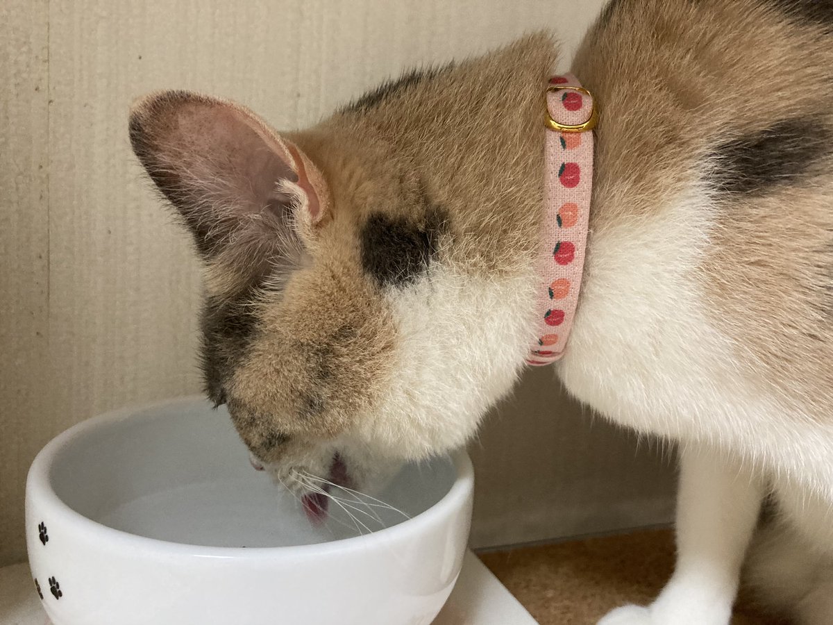 URI_BON's tweet photo. 今夜のあんこ https://t.co/oKpSK1HBrZ