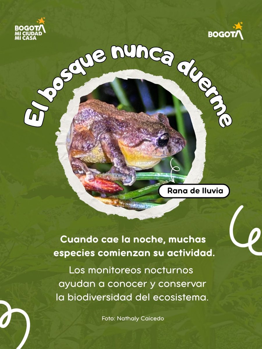 Cucaracherobog's tweet photo. 👀 Hay mucho por descubrir en el Parque Distrital Ecológico de Montaña Sierras del Chicó🌿

Entre insectos que se camuflan, fauna nocturna, árboles nativos y vegetación que ayuda a captar el agua, este ecosistema tiene mucho que contarnos.

👉 Desliza y descúbrelo. 💚 https://t.co/7q5HdMKTzo