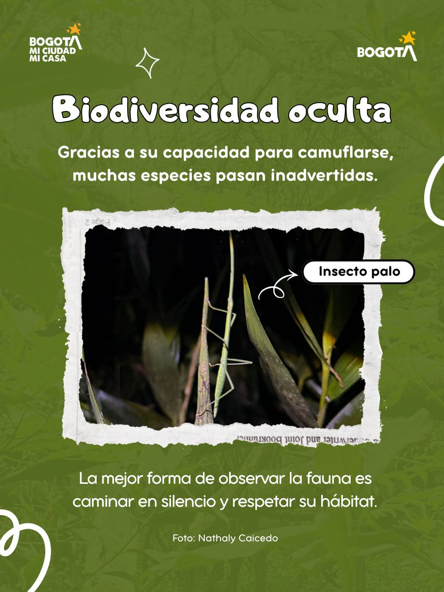 Cucaracherobog's tweet photo. 👀 Hay mucho por descubrir en el Parque Distrital Ecológico de Montaña Sierras del Chicó🌿

Entre insectos que se camuflan, fauna nocturna, árboles nativos y vegetación que ayuda a captar el agua, este ecosistema tiene mucho que contarnos.

👉 Desliza y descúbrelo. 💚 https://t.co/7q5HdMKTzo