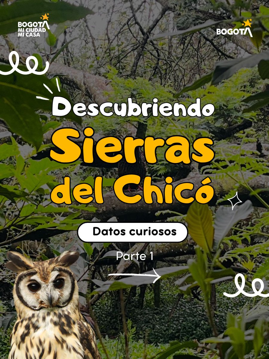 Cucaracherobog's tweet photo. 👀 Hay mucho por descubrir en el Parque Distrital Ecológico de Montaña Sierras del Chicó🌿

Entre insectos que se camuflan, fauna nocturna, árboles nativos y vegetación que ayuda a captar el agua, este ecosistema tiene mucho que contarnos.

👉 Desliza y descúbrelo. 💚 https://t.co/7q5HdMKTzo