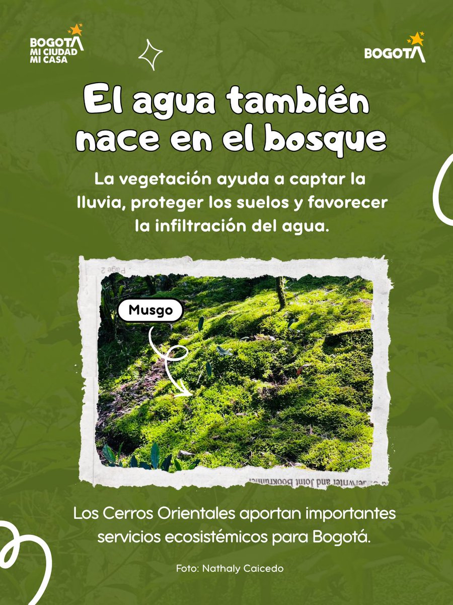 Cucaracherobog's tweet photo. 👀 Hay mucho por descubrir en el Parque Distrital Ecológico de Montaña Sierras del Chicó🌿

Entre insectos que se camuflan, fauna nocturna, árboles nativos y vegetación que ayuda a captar el agua, este ecosistema tiene mucho que contarnos.

👉 Desliza y descúbrelo. 💚 https://t.co/7q5HdMKTzo