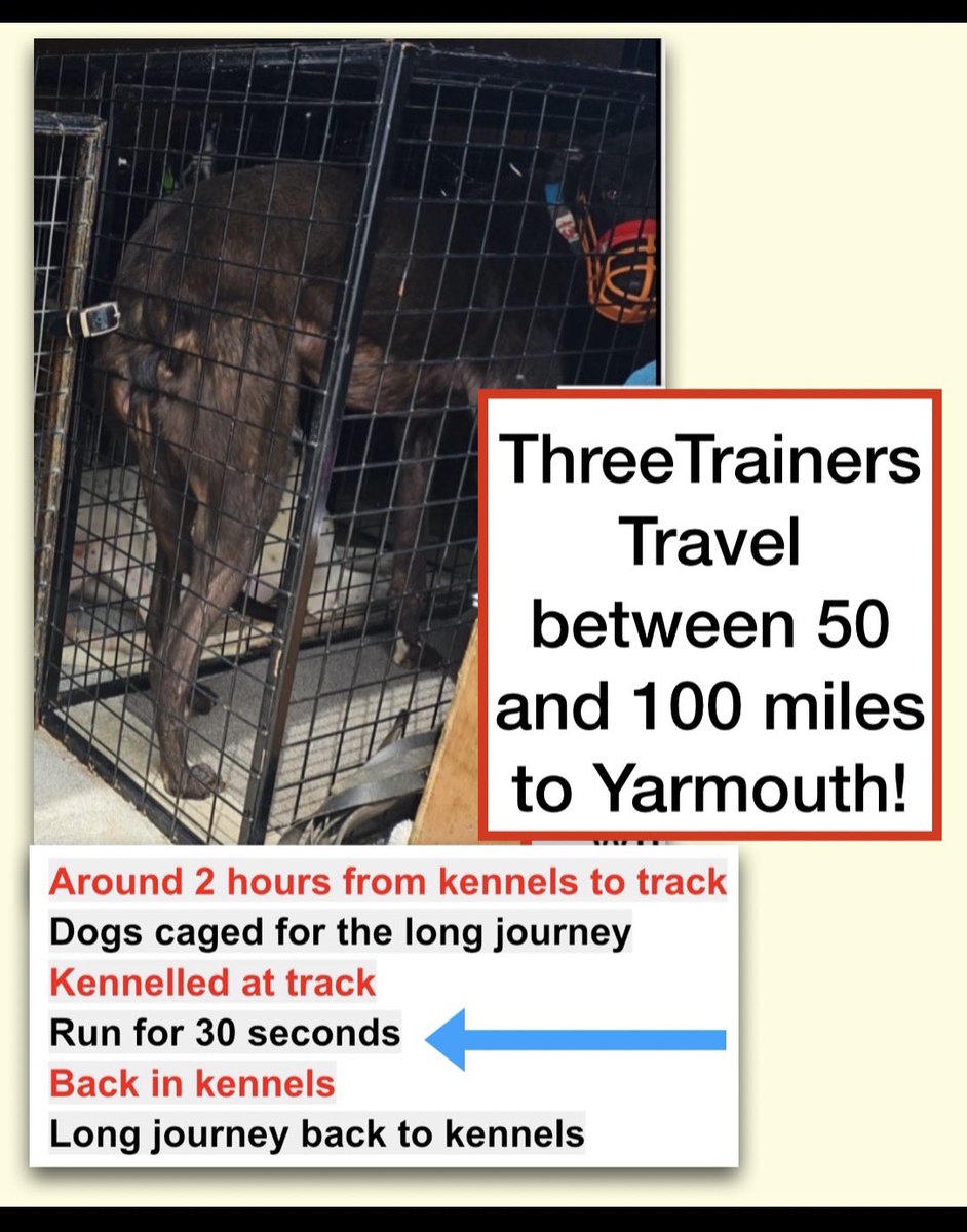 RobbieGrey2's tweet photo. 23 greyhounds hauled by Trainers Brown, Windebank and Lewis on journeys of c. two hours to Yarmouth track. 29/7/26 confined in cages. The image is of Michelle Brown’s van. Poor dog can only stand or crouch down. #animalwelfarelaws #animallivesmatter @AliceMLabour @andyburnham https://t.co/8CalvmThEE