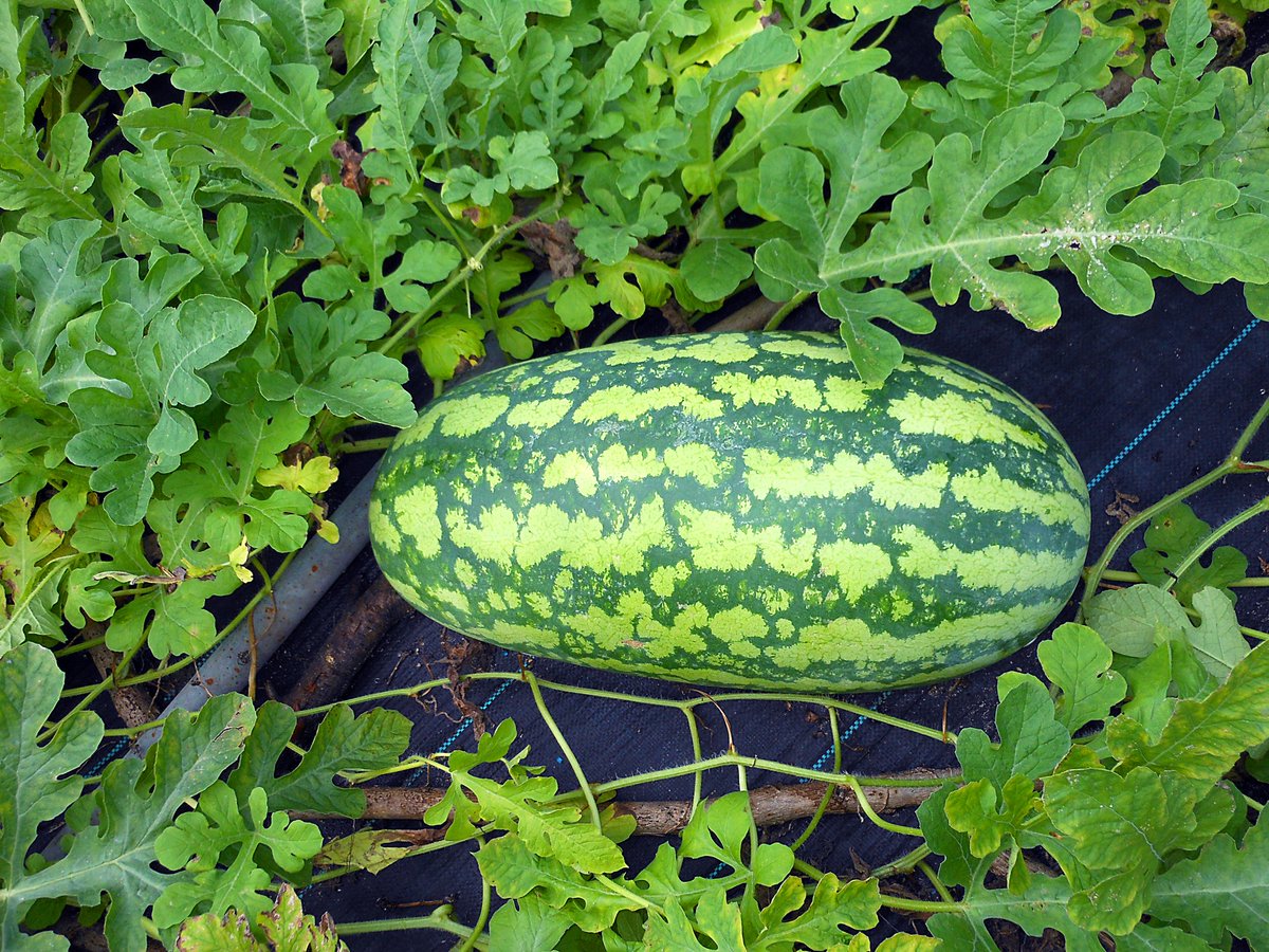 __raimu______'s tweet photo. 大玉スイカ収穫した🍉
12㌔だった https://t.co/vDXn5gAzn2