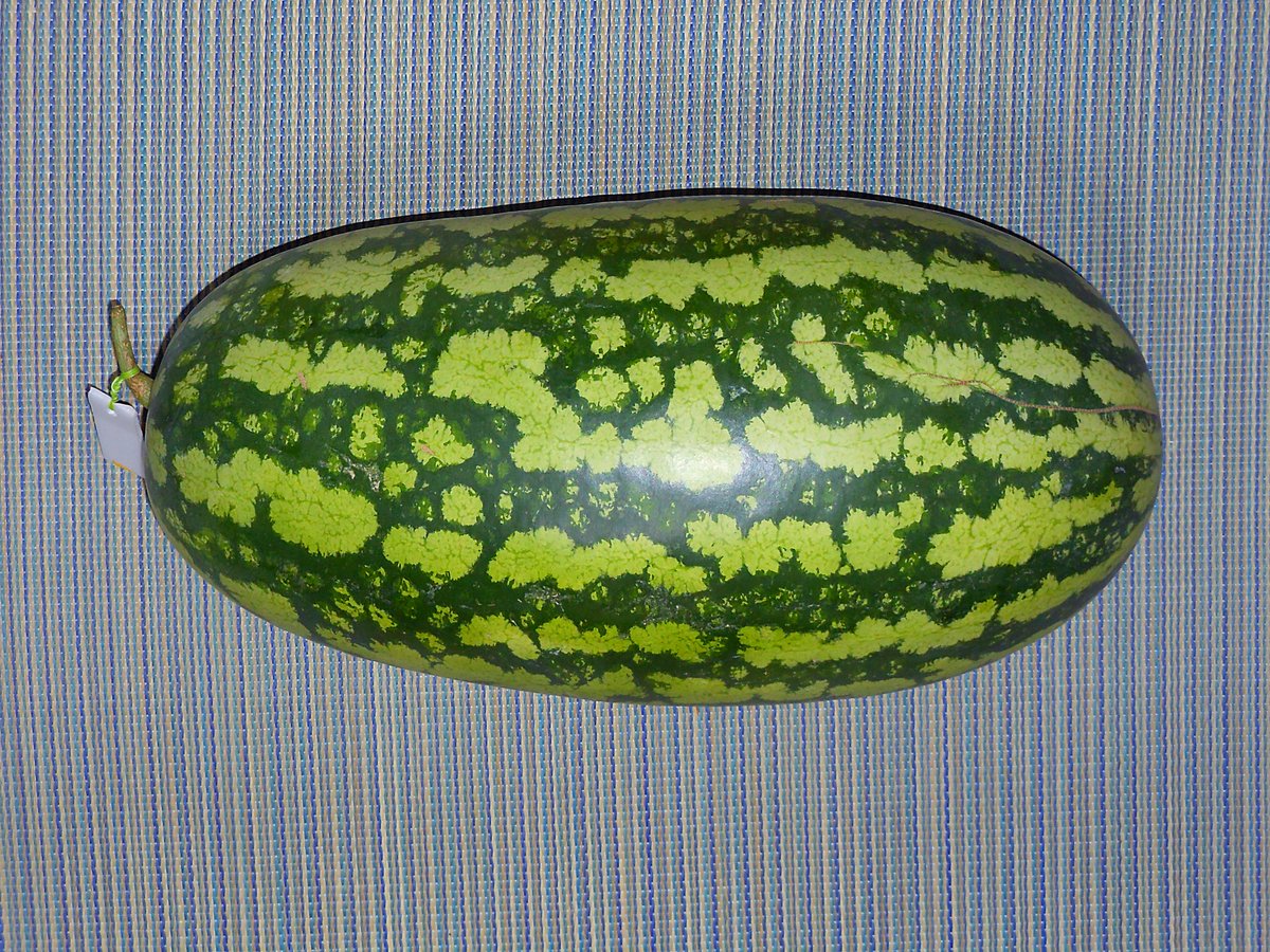 __raimu______'s tweet photo. 大玉スイカ収穫した🍉
12㌔だった https://t.co/vDXn5gAzn2
