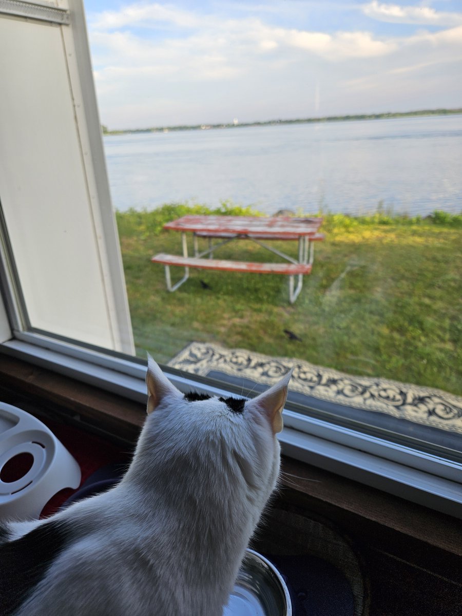 TheSprinklesCat's tweet photo. 2 years ago, we were camping around this time! I do have a few windows to look out of the campurr! I especially like the last one, eating wif the pink sky in the background! Hope mew have a purrfect #ThrowbackThursday! #cowcat #CatsOfTwitterX #AdoptDontShop #StaySafeFurrends https://t.co/NZYR2tLaEC
