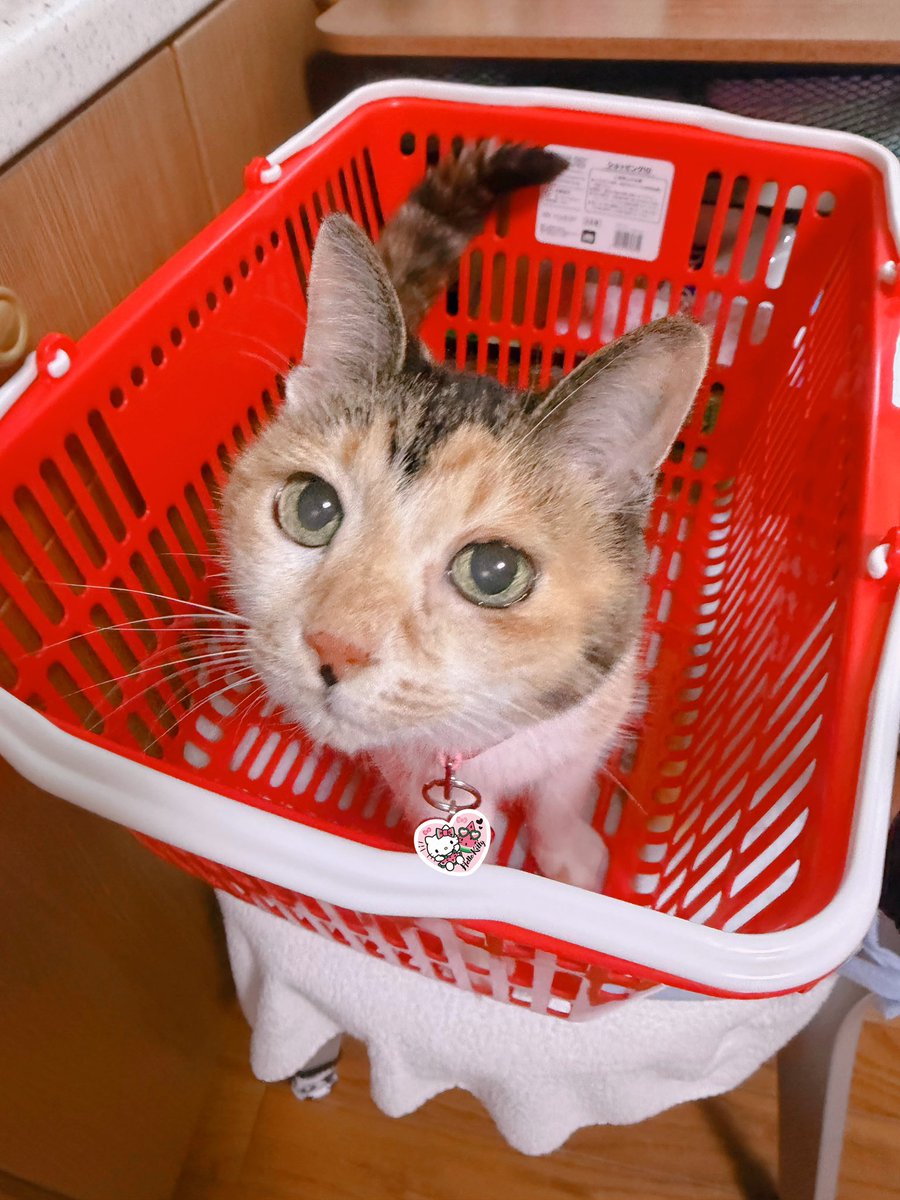 こねこさん アメ Post by あめちゃん🐱 on X: 🐱