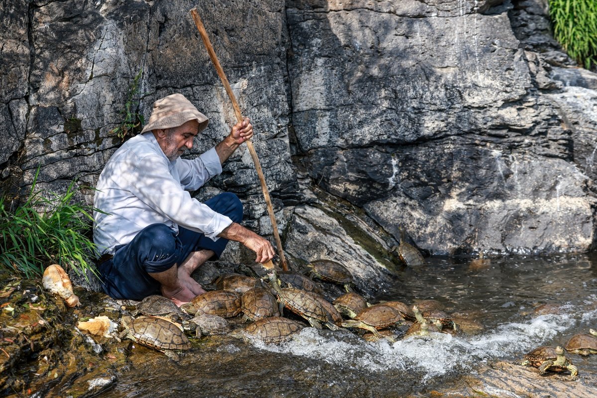 onedio's tweet photo. Van'ın Erciş ilçesinde doğa fotoğrafçısı Ferzende Coşar, Van Gölü'ne dökülen Deliçay'da yaşayan su kaplumbağalarını, topladığı bayat ekmeklerle besliyor. https://t.co/K1OF5UrsVB