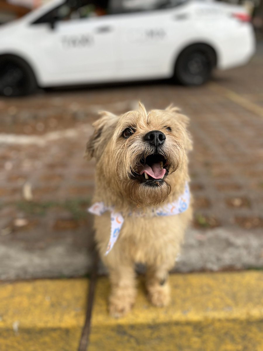 HELA_MORE's tweet photo. La vida no ha sido nada fácil para Oliver. Lo abandonaron una vez en la calle, después alguien lo adoptó… y lo volvió a regresar a la calle. Después de eso llegó con nosotros buscando refugio y esperanza, pero incluso después de otra adopción, lo regresaron apenas 4 horas más tarde. 💔

Y aún así… Oliver sigue moviendo su colita, sigue confiando, sigue esperando a esa persona especial que esta vez sí le cumpla la promesa de nunca abandonarlo. 🥺

Tiene 6 años, talla chica y protocolo completo.
Es un perrito noble, sensible y lleno de amor para dar. Solo necesita un hogar donde lo quieran de verdad, sin condiciones y para siempre. 🏡✨

Ojalá la próxima vez que Oliver salga por una puerta… sea rumbo a su final feliz. 🐶🤎
Estamos en CDMX.
Contacto 5532470501 WhatsApp