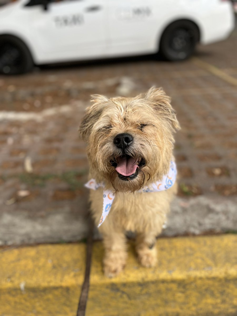 HELA_MORE's tweet photo. La vida no ha sido nada fácil para Oliver. Lo abandonaron una vez en la calle, después alguien lo adoptó… y lo volvió a regresar a la calle. Después de eso llegó con nosotros buscando refugio y esperanza, pero incluso después de otra adopción, lo regresaron apenas 4 horas más tarde. 💔

Y aún así… Oliver sigue moviendo su colita, sigue confiando, sigue esperando a esa persona especial que esta vez sí le cumpla la promesa de nunca abandonarlo. 🥺

Tiene 6 años, talla chica y protocolo completo.
Es un perrito noble, sensible y lleno de amor para dar. Solo necesita un hogar donde lo quieran de verdad, sin condiciones y para siempre. 🏡✨

Ojalá la próxima vez que Oliver salga por una puerta… sea rumbo a su final feliz. 🐶🤎
Estamos en CDMX.
Contacto 5532470501 WhatsApp