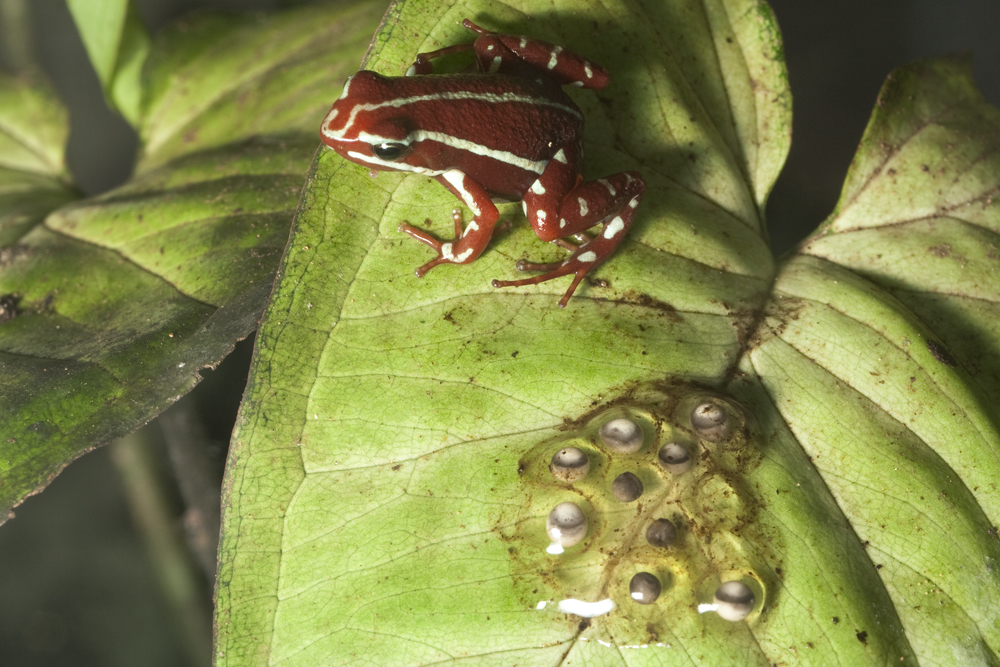 bioweb9's tweet photo. La especie del día 🐸
Epipedobates anthonyi. La hembra pone los huevos, mientras el macho los protege, tras la eclosión, transporta a los renacuajos sobre su espalda hasta cuerpos de agua donde completarán su desarrollo.
📸 Santiago Ron
🔗 https://t.co/MPBhWOzHAp

#Biodiversidad https://t.co/NG6Ke1lQl8